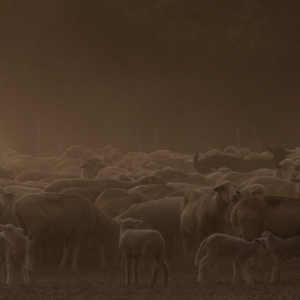 Imagem de O “Campo” do potencial humano