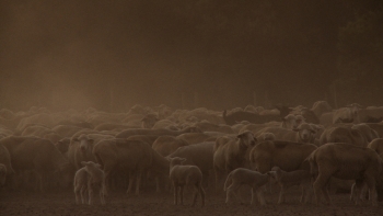 O “Campo” do potencial humano