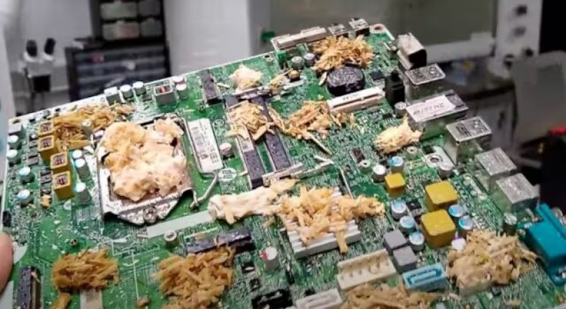 Imagem de Fricção Científica: computadores de cogumelos