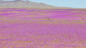 Fricção Científica: Jardim do Atacama, flores no deserto