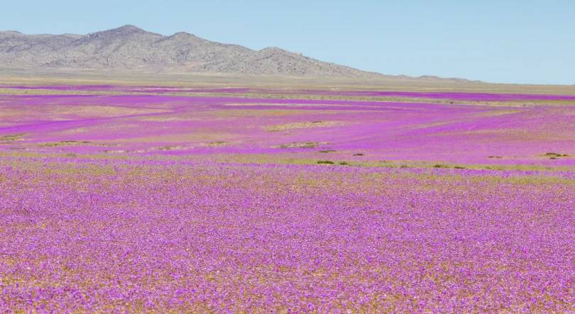 Fricção Científica: Jardim do Atacama, flores no deserto